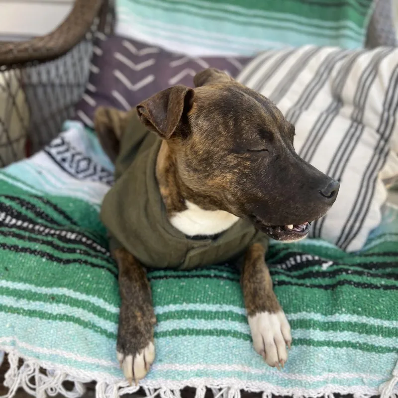 Houlihan thumbnail 4