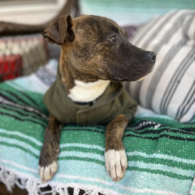 Houlihan thumbnail 5