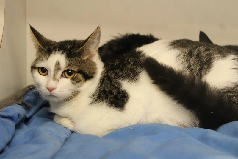 Honeydukes thumbnail 2