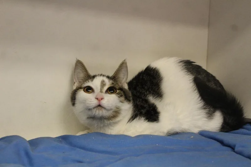 Honeydukes thumbnail 3