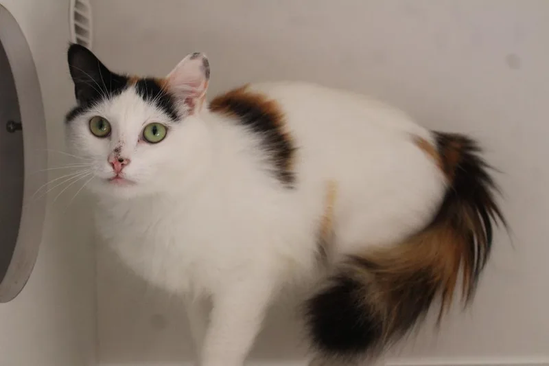 An adult medium-sized female Calico Domestic Medium Hair cat named Tricky Treat for adoption in Chestertown, MD