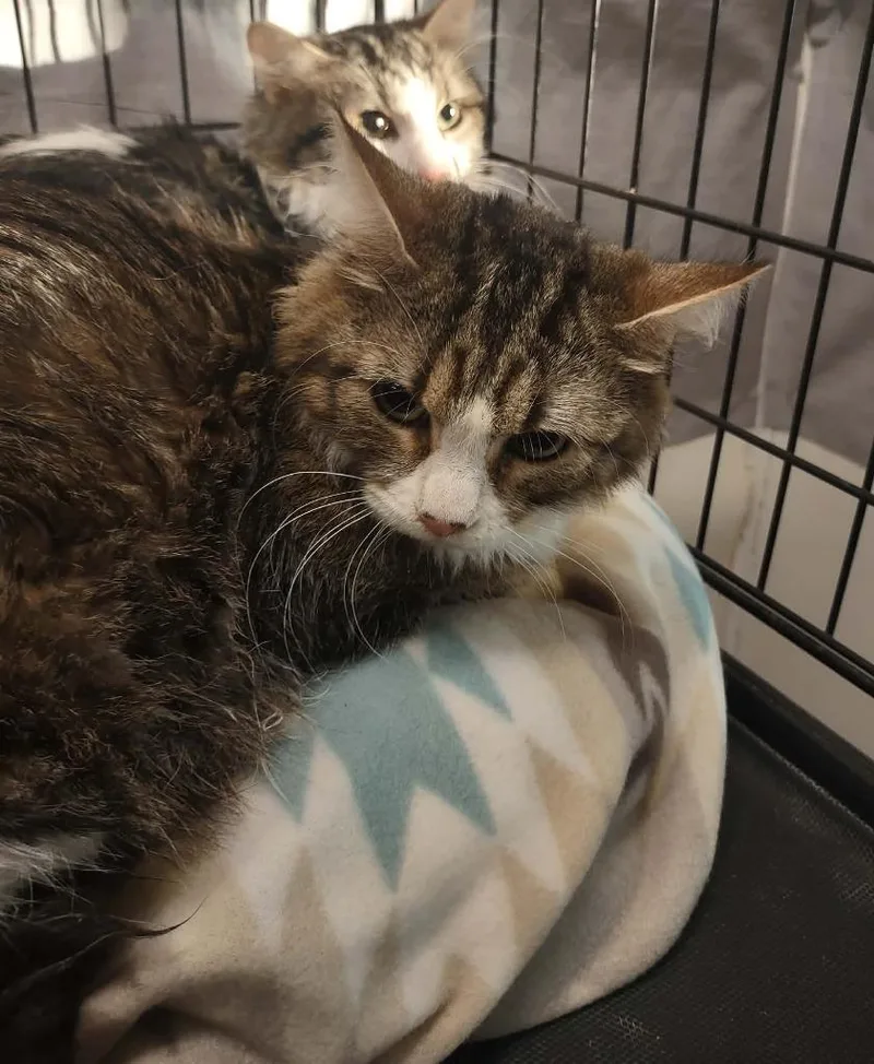 Pocket Moon thumbnail 3