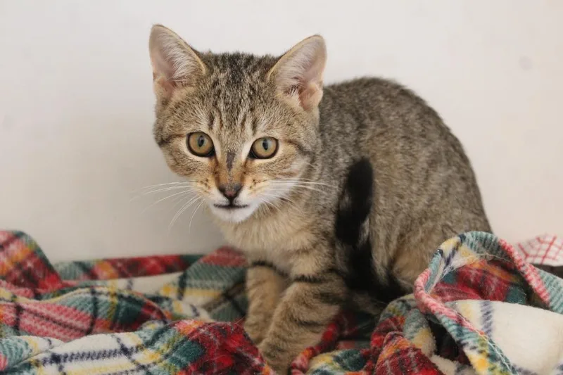 Polyethylene thumbnail 3