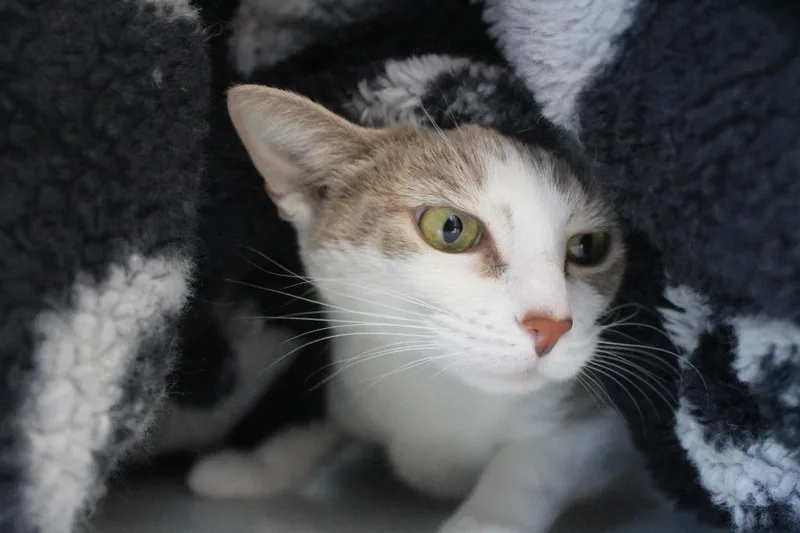 Operation Ranch Hand thumbnail 3