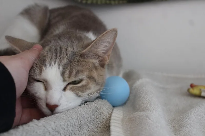 Operation Ranch Hand thumbnail 4