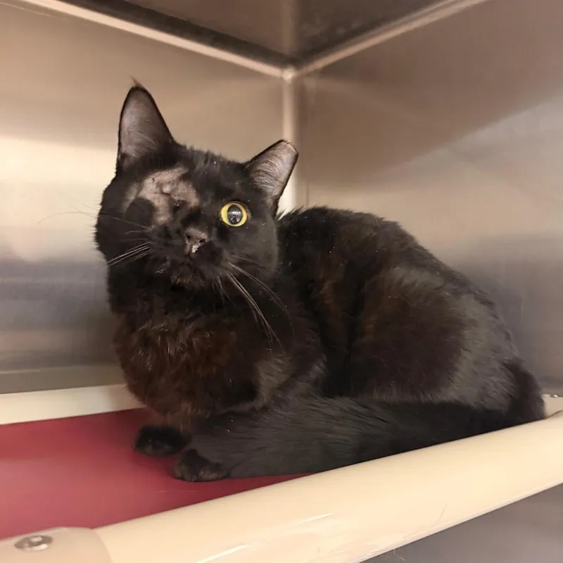 Midnight thumbnail 2