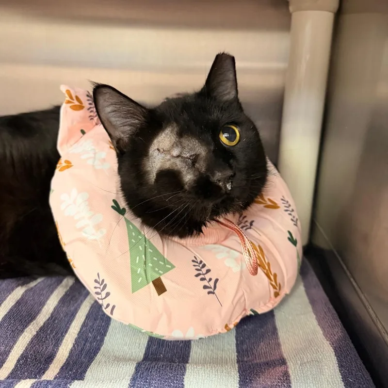 Midnight thumbnail 3