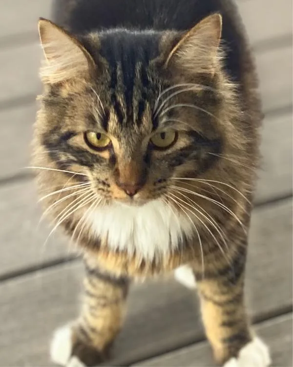 Mischief thumbnail 2