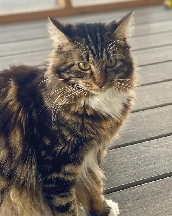 Mischief thumbnail 3