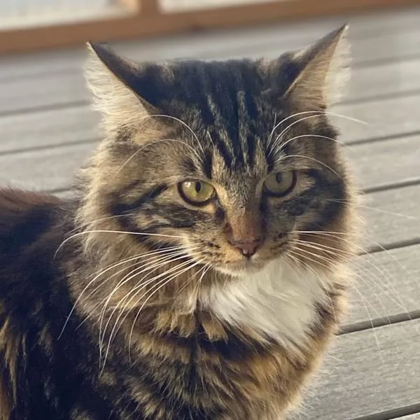 Mischief thumbnail 4