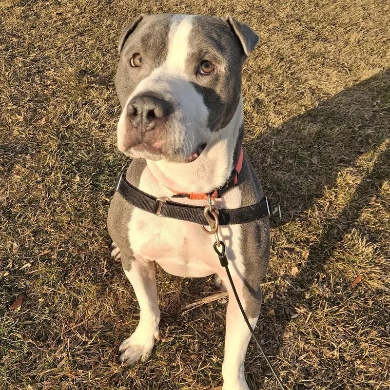 Lil' Ears Mcgee thumbnail 3