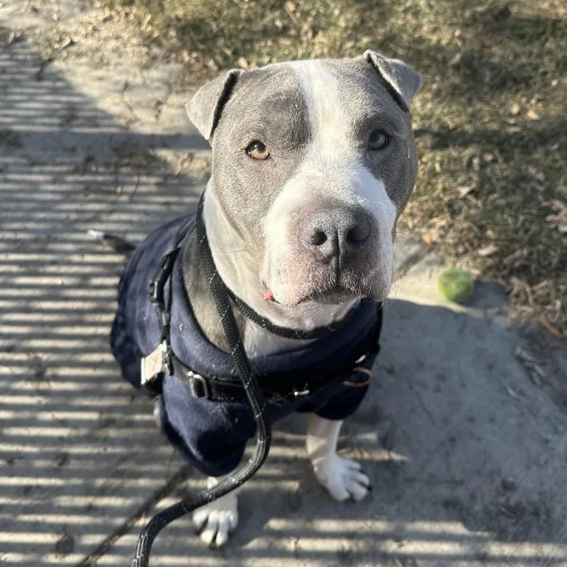 Lil' Ears Mcgee thumbnail 4