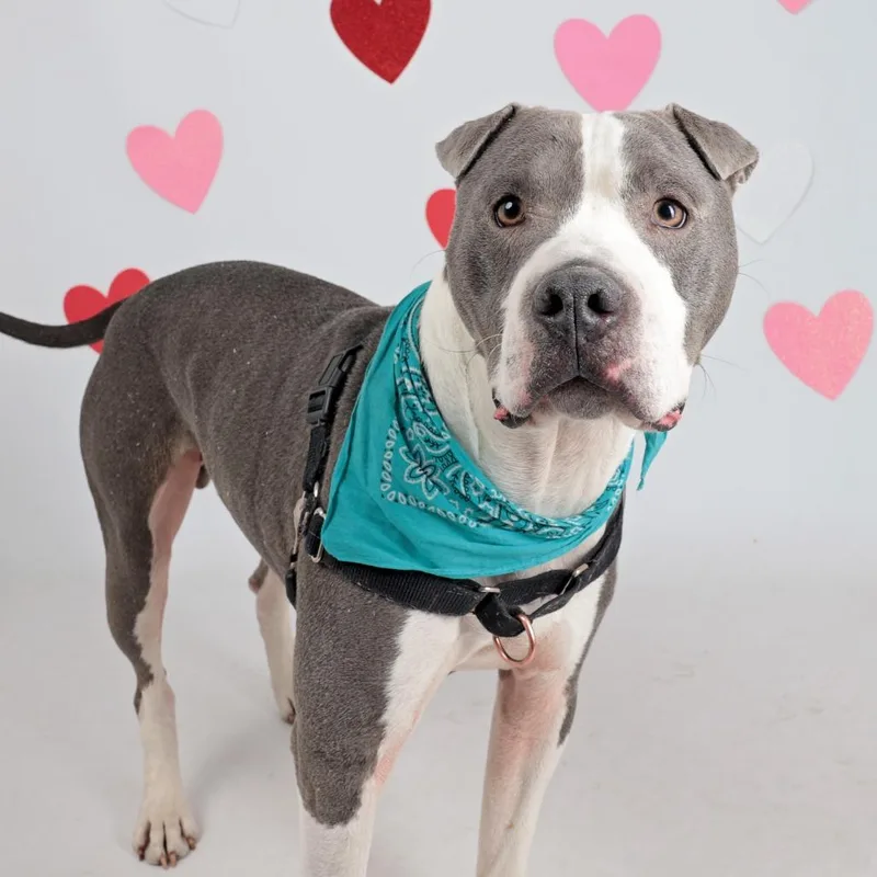 Lil' Ears Mcgee thumbnail 5