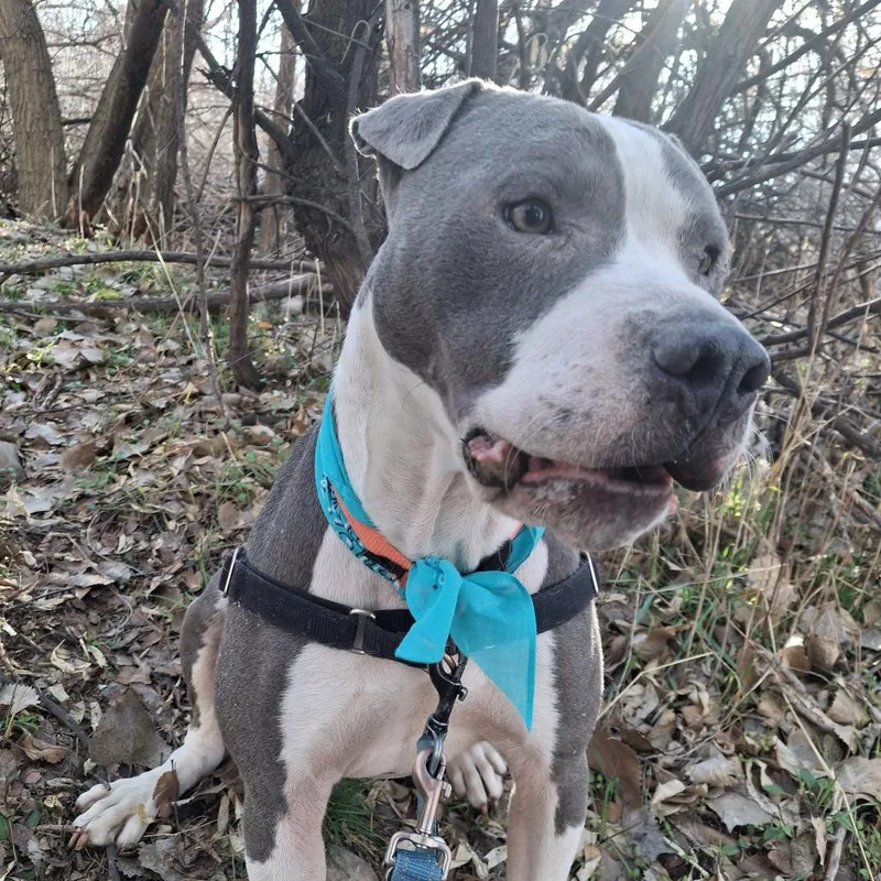 Lil' Ears Mcgee thumbnail 6