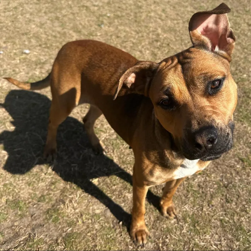 Honey Bun thumbnail 2