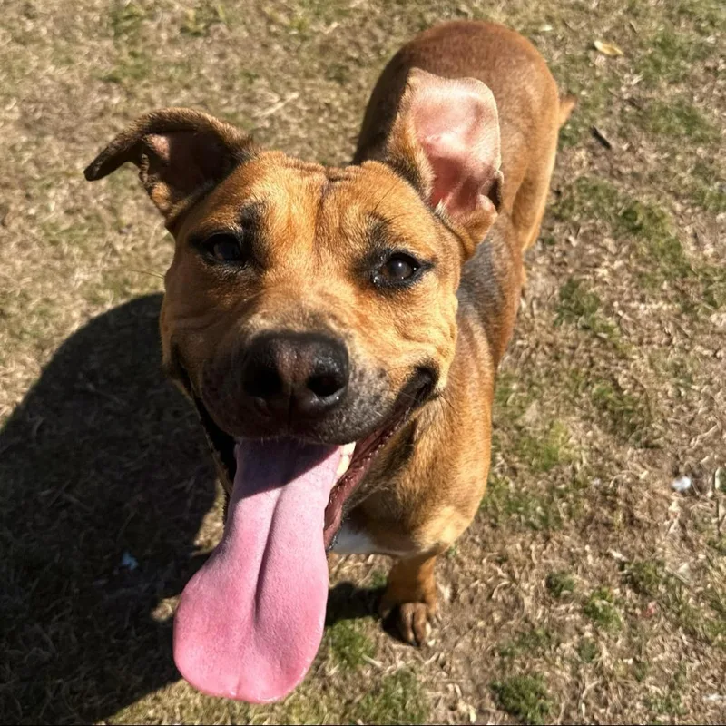 Honey Bun thumbnail 3