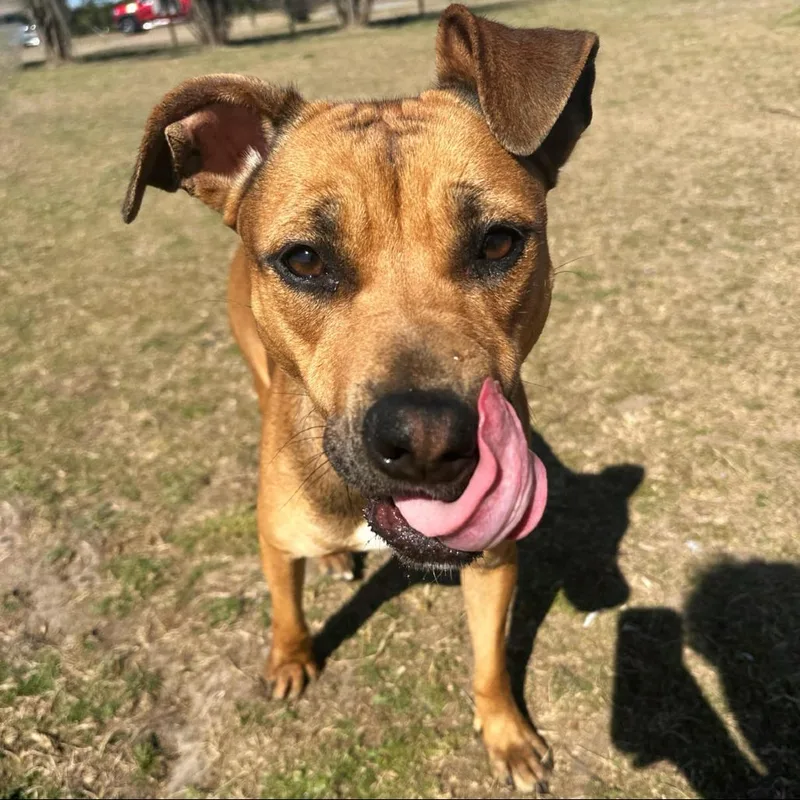 Honey Bun thumbnail 4