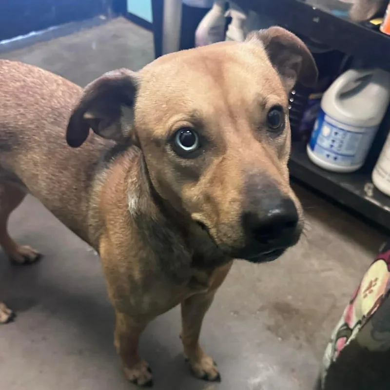 Jake From State Farm