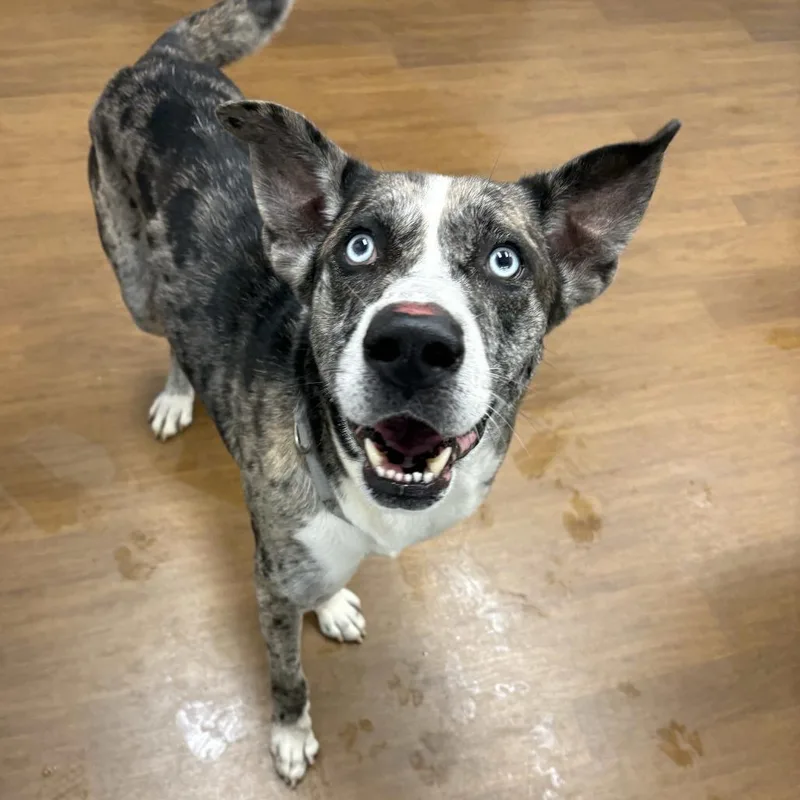 Billy Boy thumbnail 2