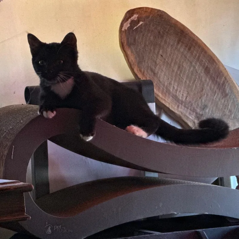 Fbluebonnetbb thumbnail 2