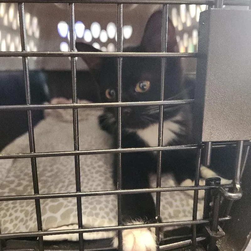 Fbluebonnetbb thumbnail 3