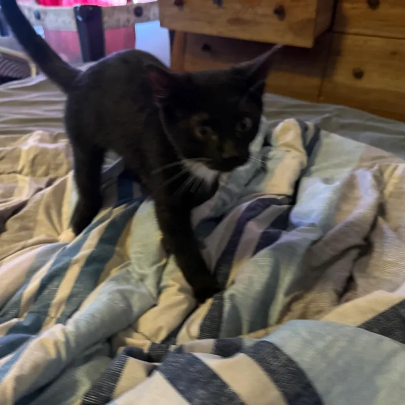 Fbluebonnetbb thumbnail 4