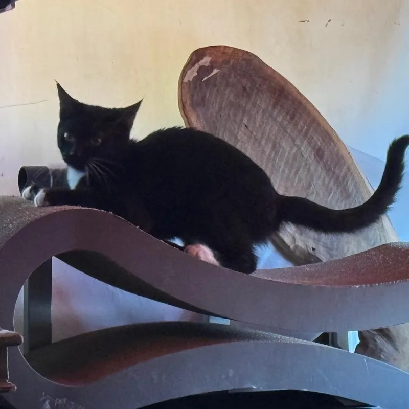 Fbluebonnetbb thumbnail 5