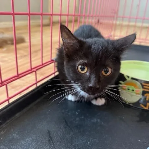 Fbluebonnetbb thumbnail 6