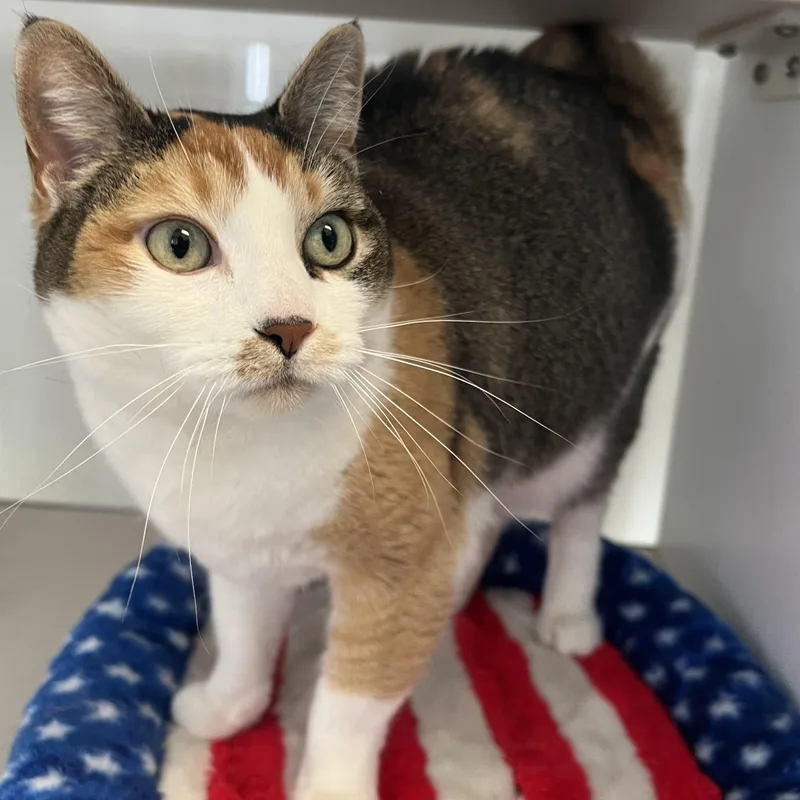 An adult medium-sized female Dilute Calico cat named Coco for adoption in Spokane, WA