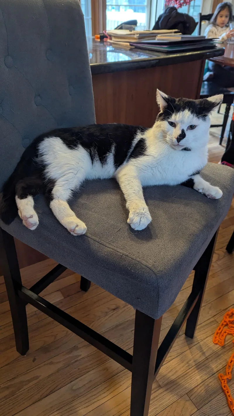 An adult large-sized male Domestic Short Hair cat named Patches for adoption in hinckley, IL
