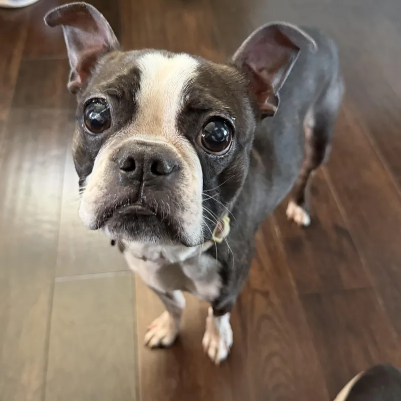 An adult small-sized female Black Boston Terrier dog named Daisy for adoption in Bettendorf, IA