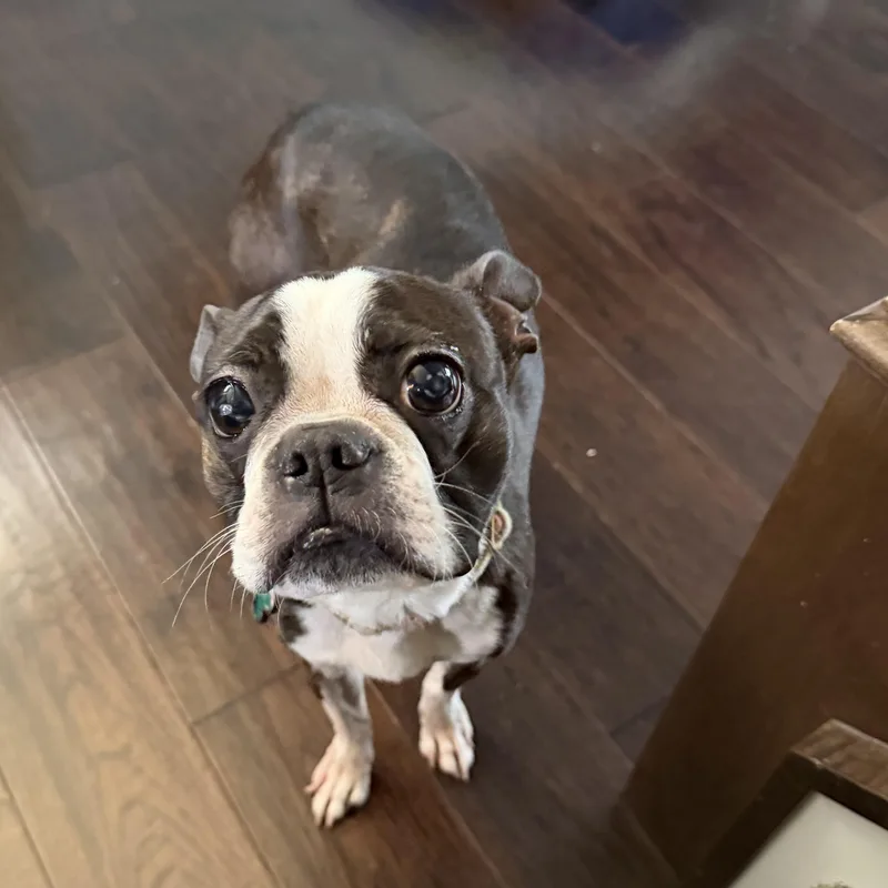 Daisy thumbnail 4