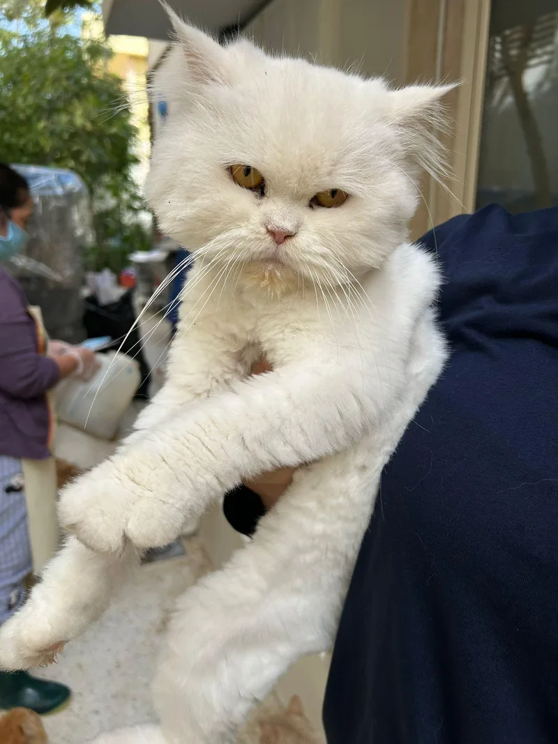 Snow White thumbnail 2