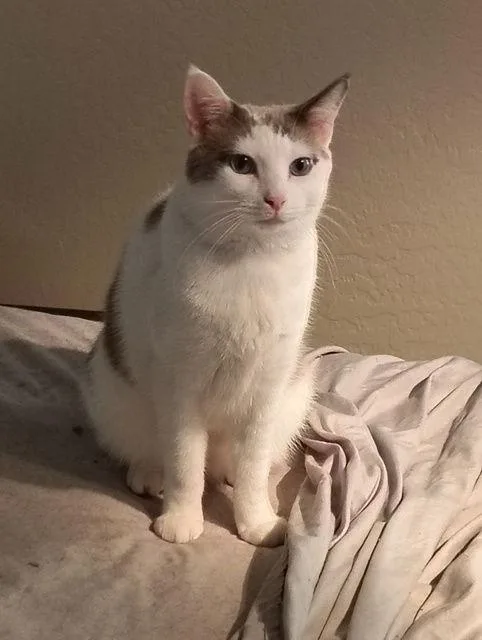 Danke Schön thumbnail 3