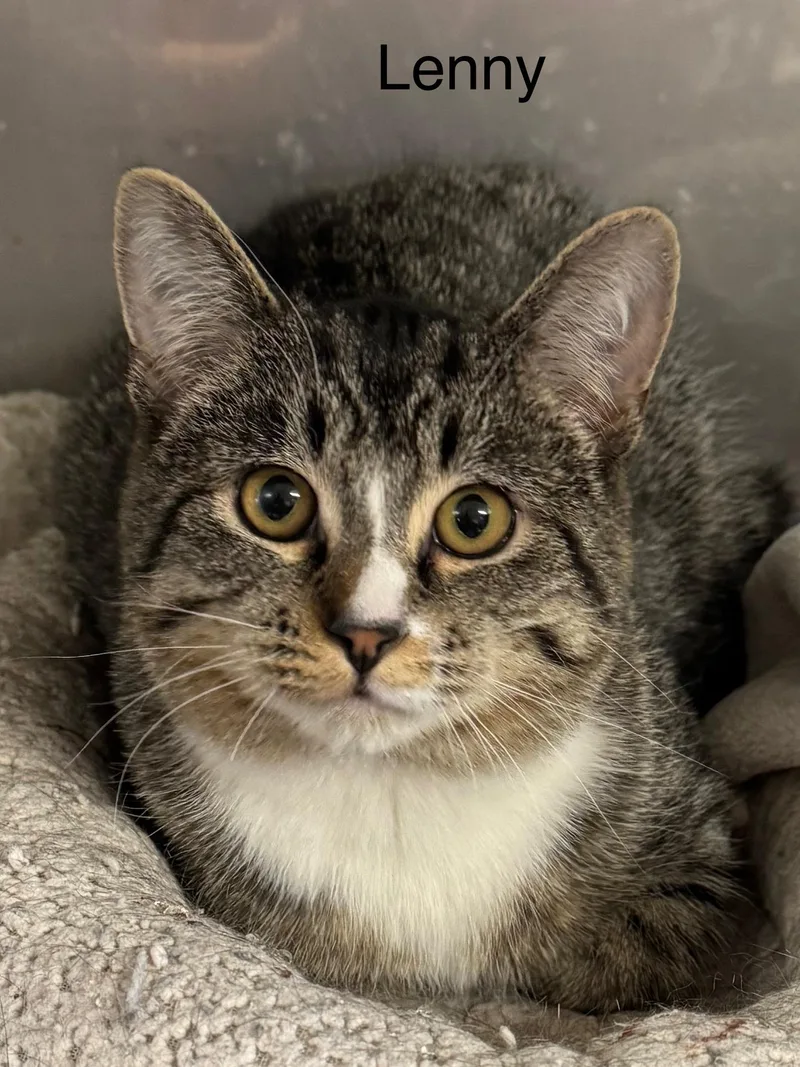 Lenny thumbnail 3