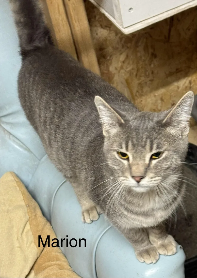 Marion