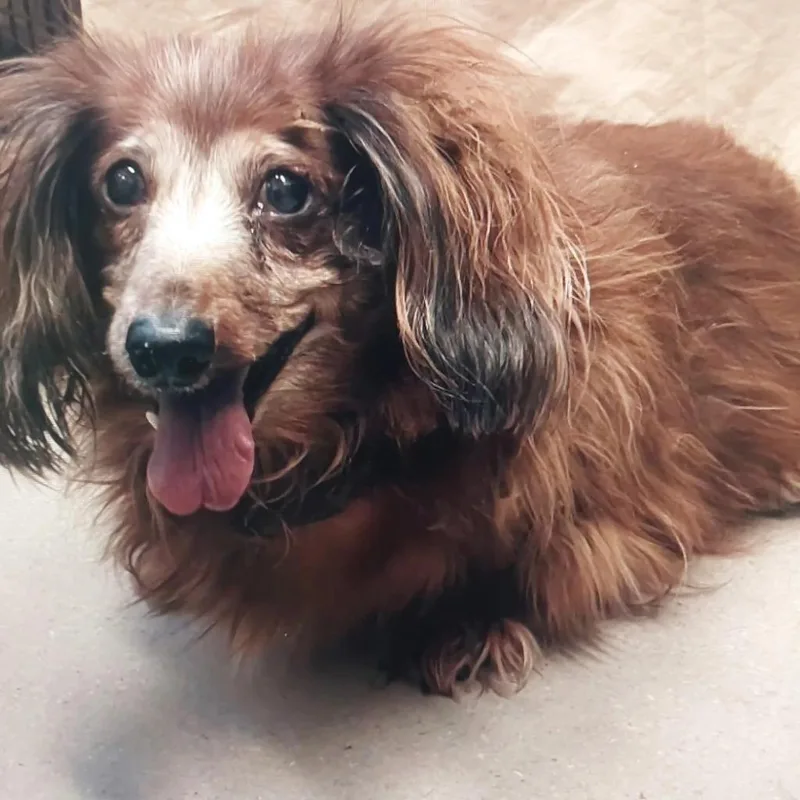 Scarlett thumbnail 2