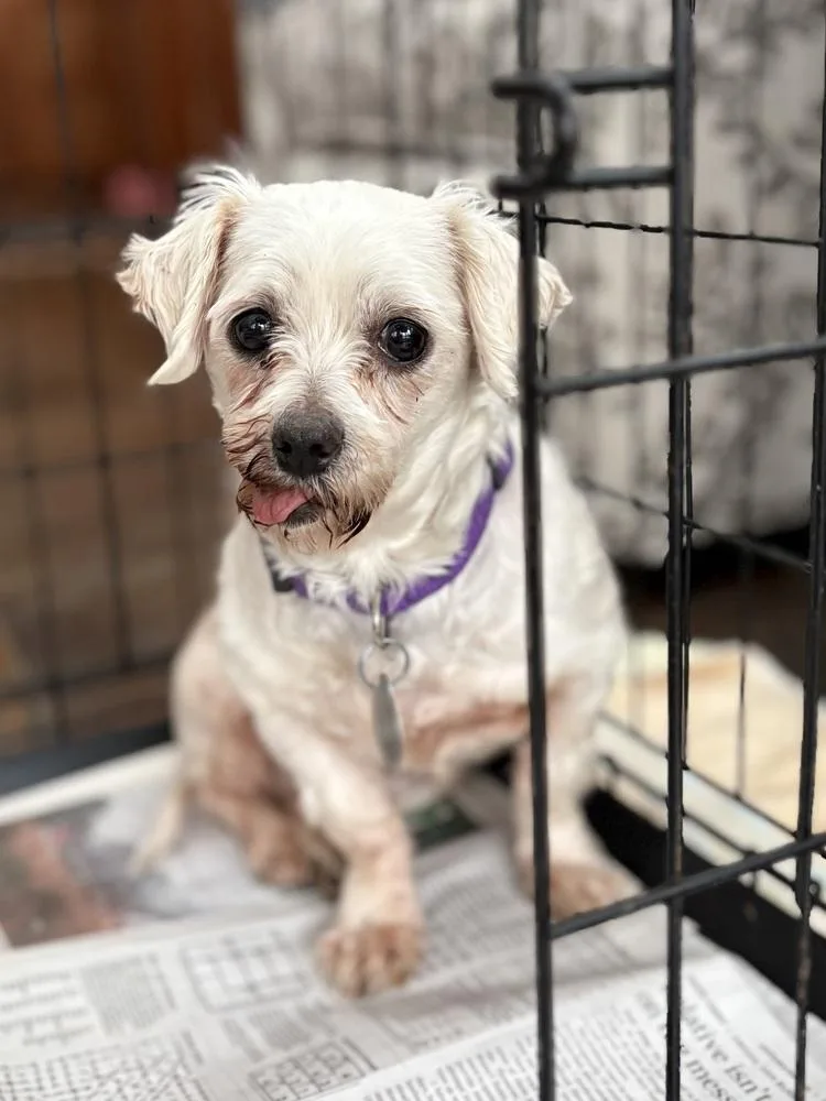 Cashmere thumbnail 3