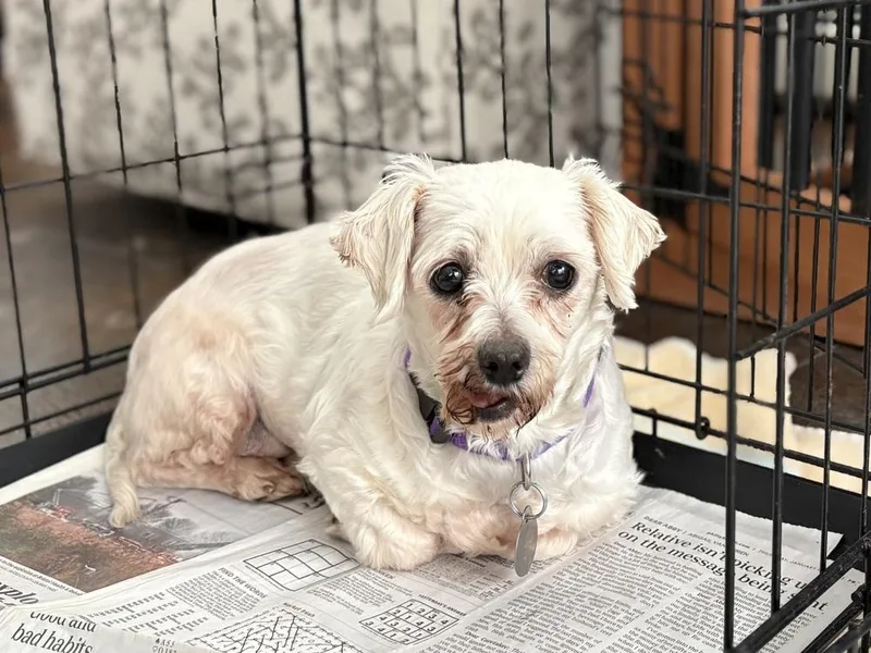 Cashmere thumbnail 4