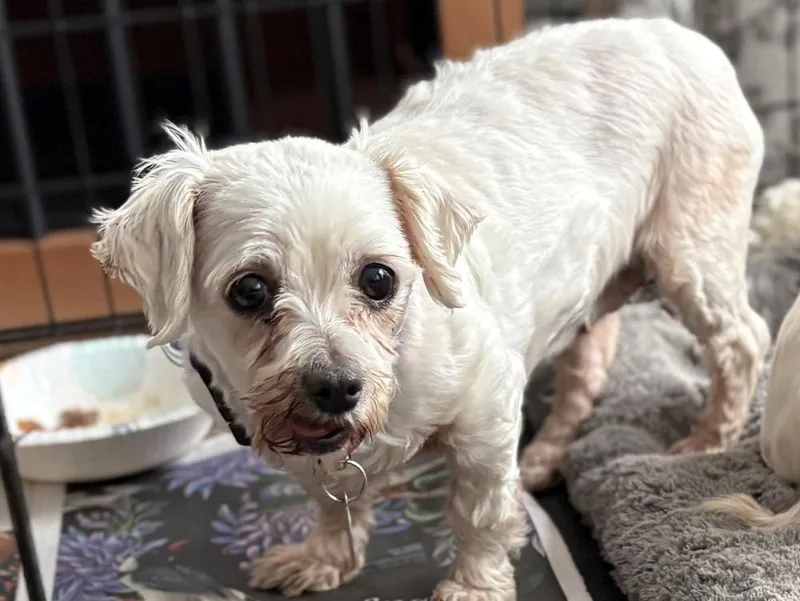 Cashmere thumbnail 5