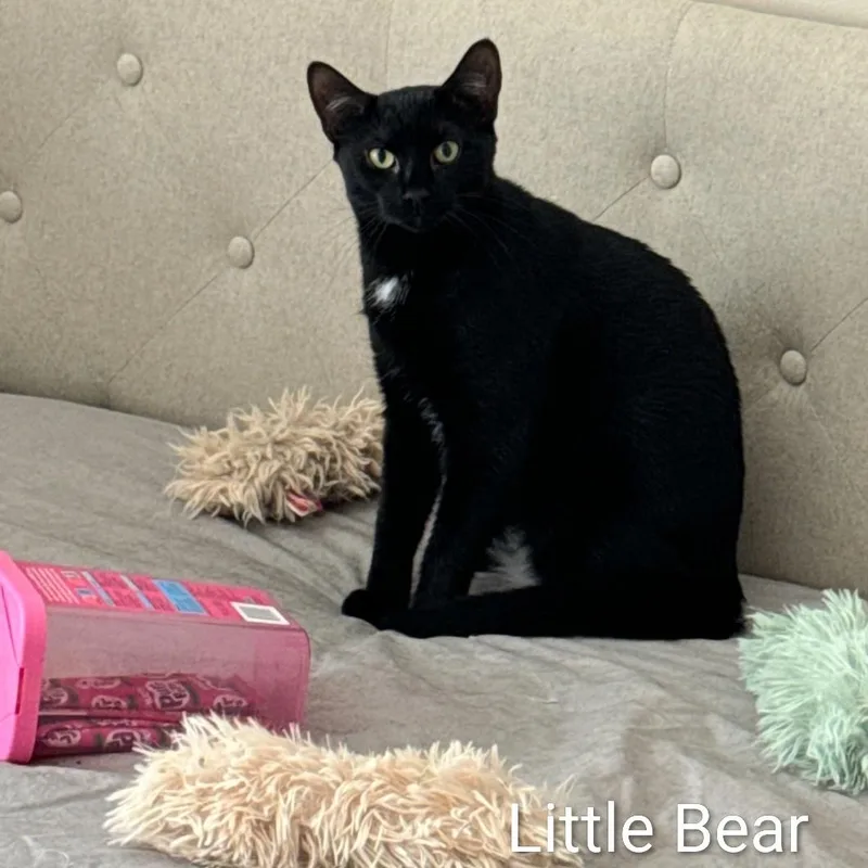 Little Bear thumbnail 2