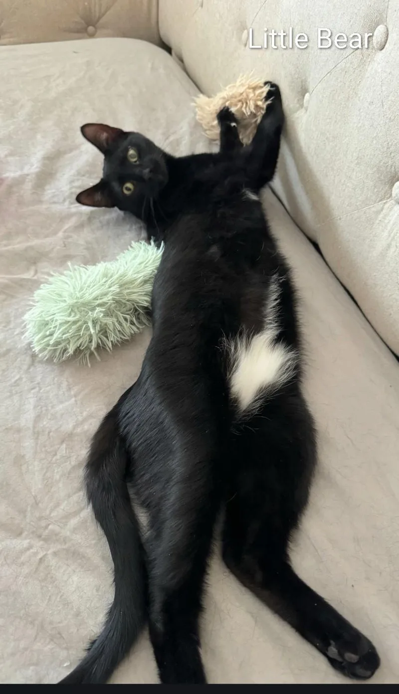 Little Bear thumbnail 3