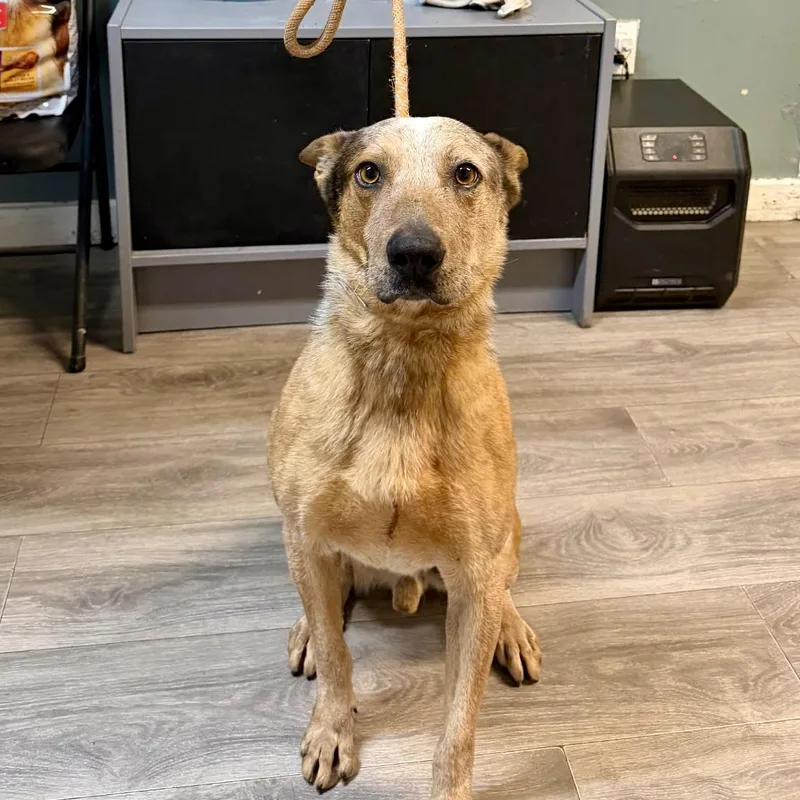 Jackrabbit thumbnail 2