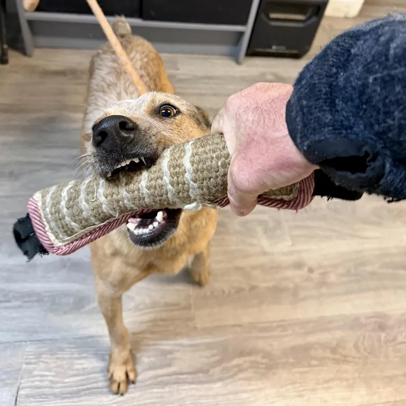 Jackrabbit thumbnail 3