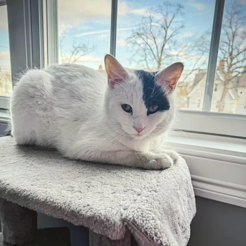 Penelope thumbnail 2