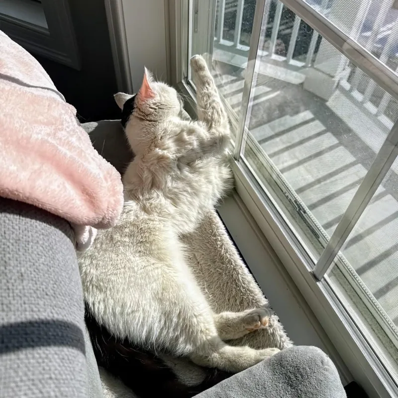 Penelope thumbnail 3