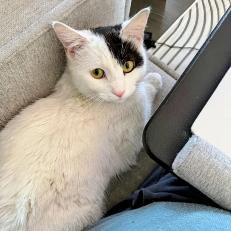 Penelope thumbnail 4