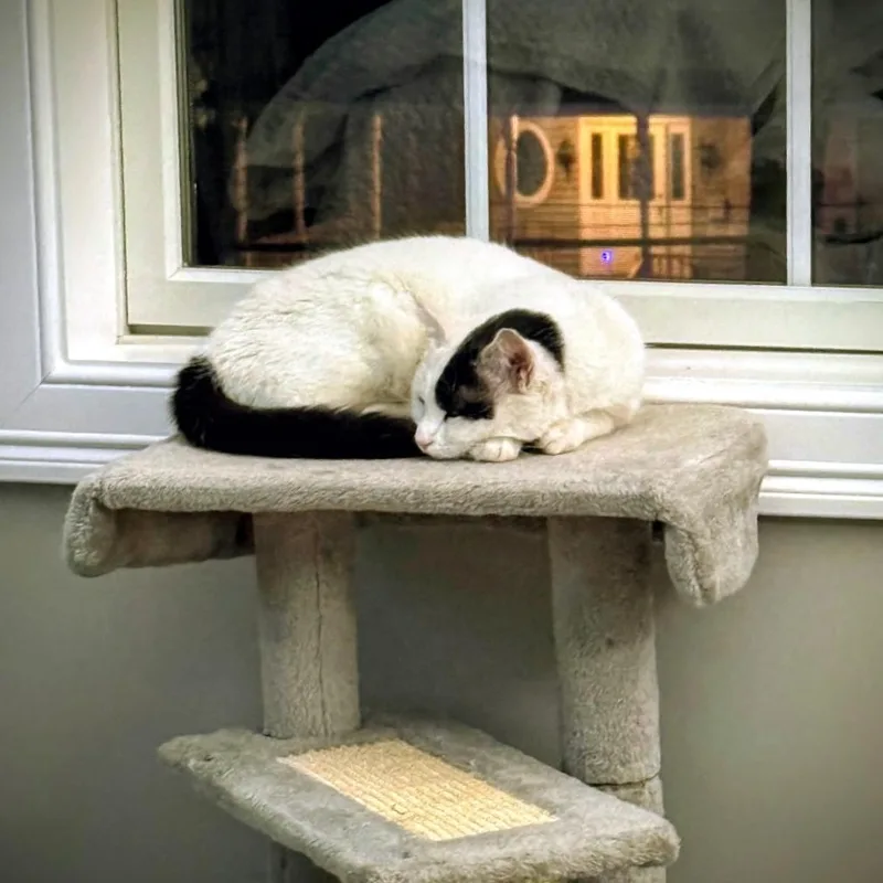 Penelope thumbnail 6