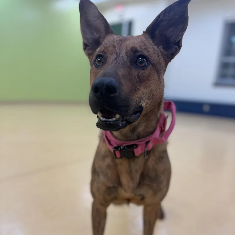 Princess thumbnail 4