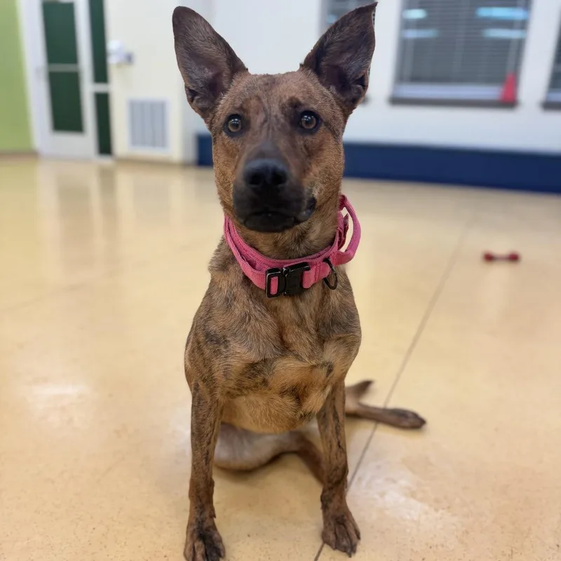 Princess thumbnail 5